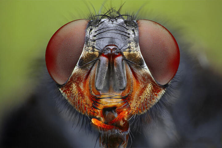 Focus stacking - slik får du ekstrem skarphet i makrofotografering